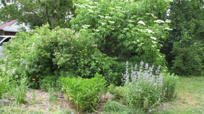 Pipeline Trail garden June-2020