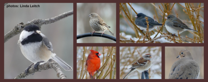 Members of the Avian Residents Association, 2024. Thanks to Pam MacDonald for the idea!